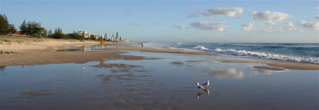 Birds on Nobby Beach