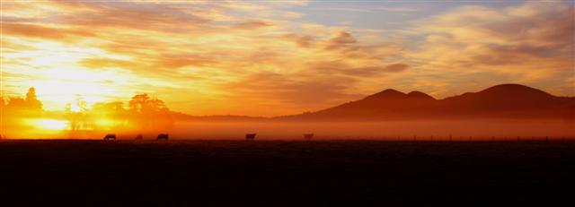 Cows Sunrise Taieri Plains