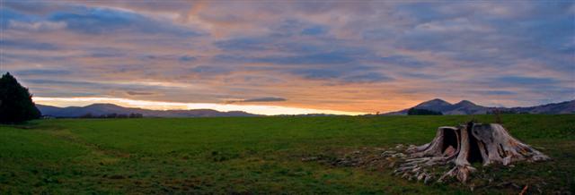 Stump On The Taieri