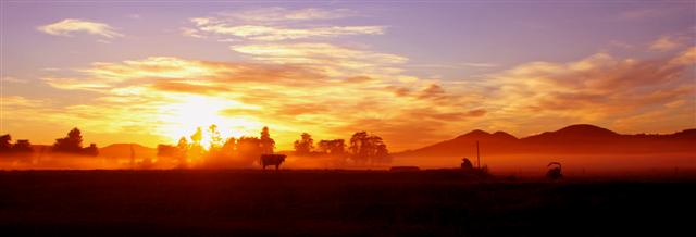 Sunrise Cows Saddle Hill