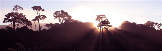 Sunray Catlins