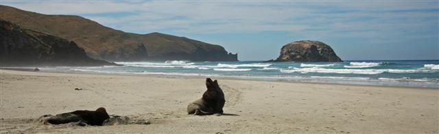 Bull Seals Allans Beach