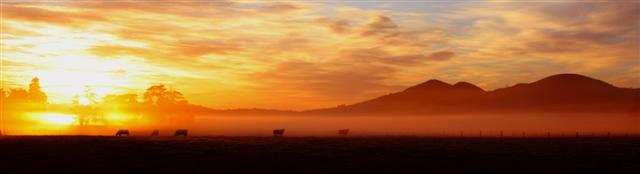 Cows Sunrise Taieri Plains