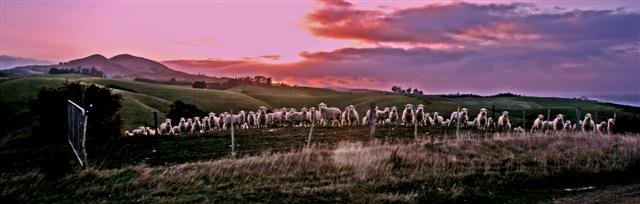 Saddle Hill Sheep