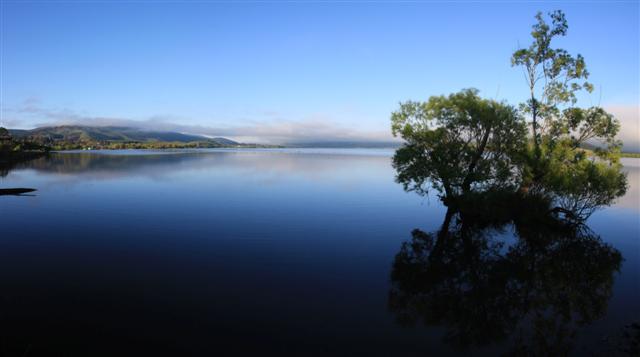 Waihola Tree