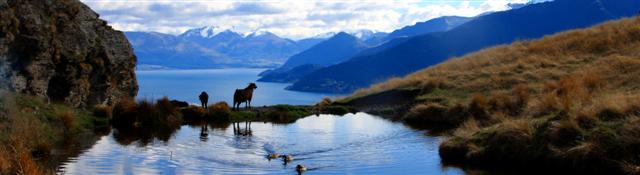 Pond Goats Duck