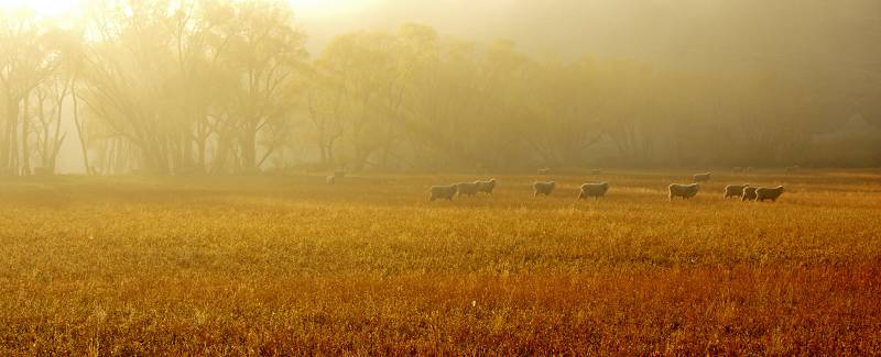 Fog Sheep 