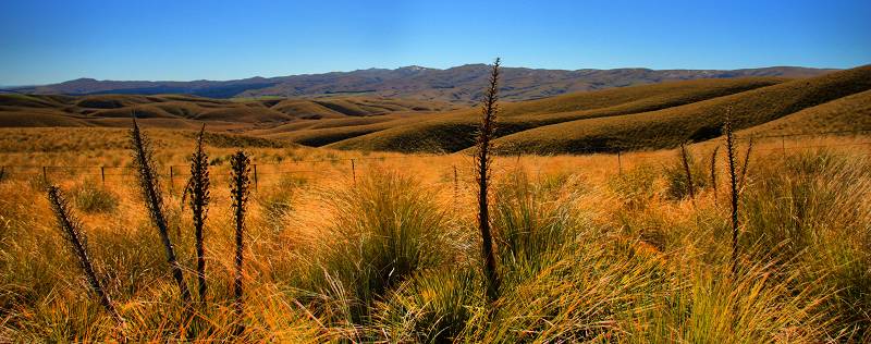 Hill Above Miller Flat