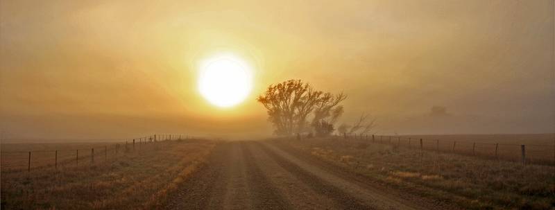 Sun Fog Tree