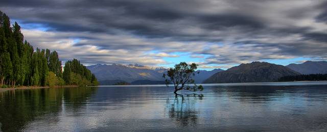 Tree In lake