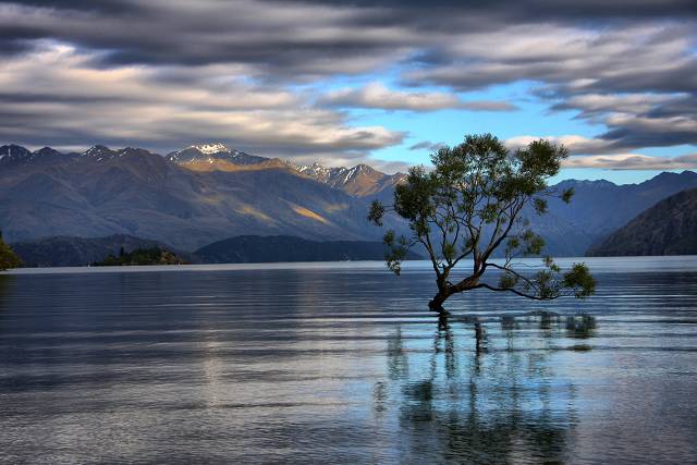 Tree In Lake 2