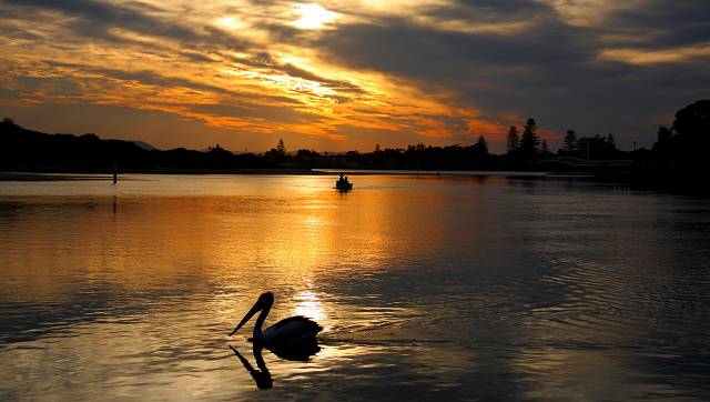 Pelican At Fosters