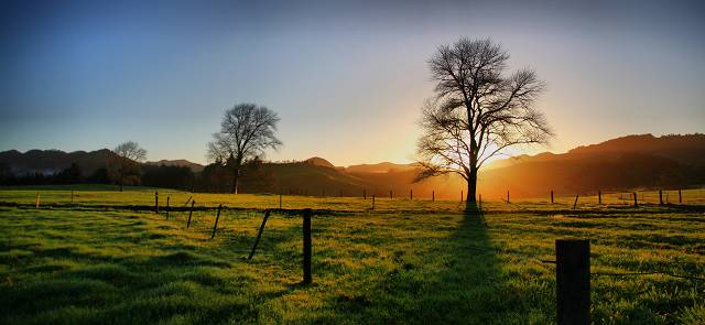 Sun Rise Tree 