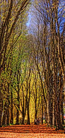 Wanaka Walking In The Lane