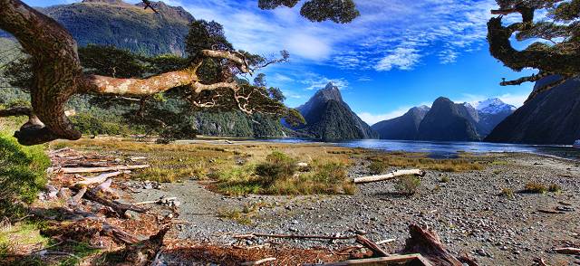 Mitre Peak through the trees_