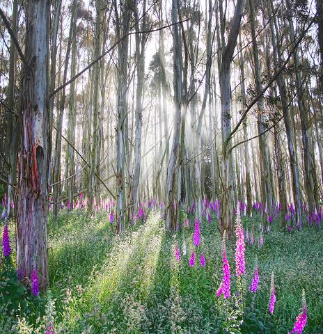 Foxglove in the trees