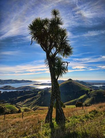 Cabbage Tree