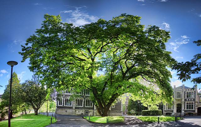 Tree in old part Otago Uni