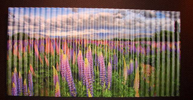 Corrugated Iron Lupins (front)