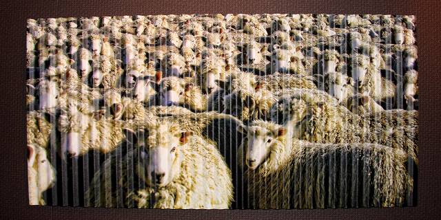 Corrugated Iron Sheep (front)