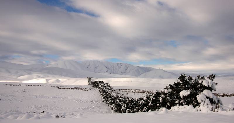 Hedge row below the Hawkdun Ranger