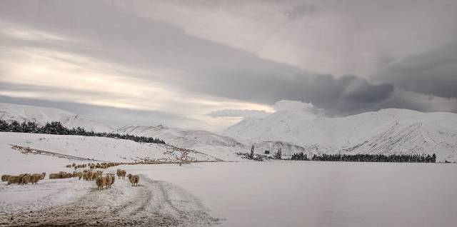 Sheep following the feed 1