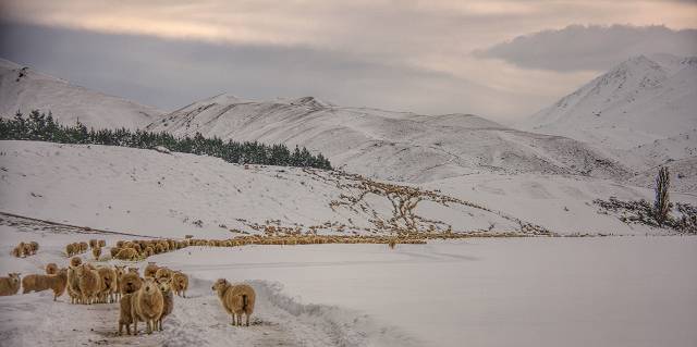 Sheep following the feed 2