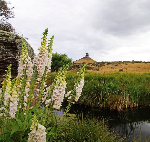 Fox Glove below Smooth Cone