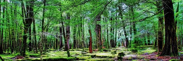 Green Forest