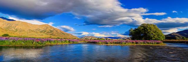 Lupins lower Ahuriri river