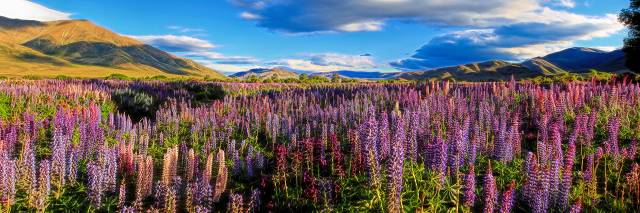 Lupins near Lake Benmore