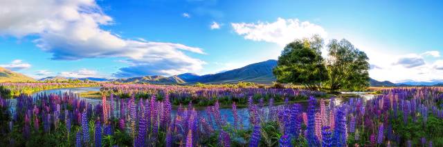 Stream Lupins and Tree 