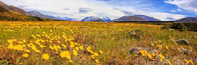 The color yellow Ahuriri river