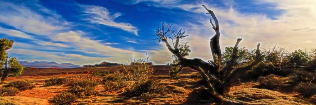 Tree in Arches National Park