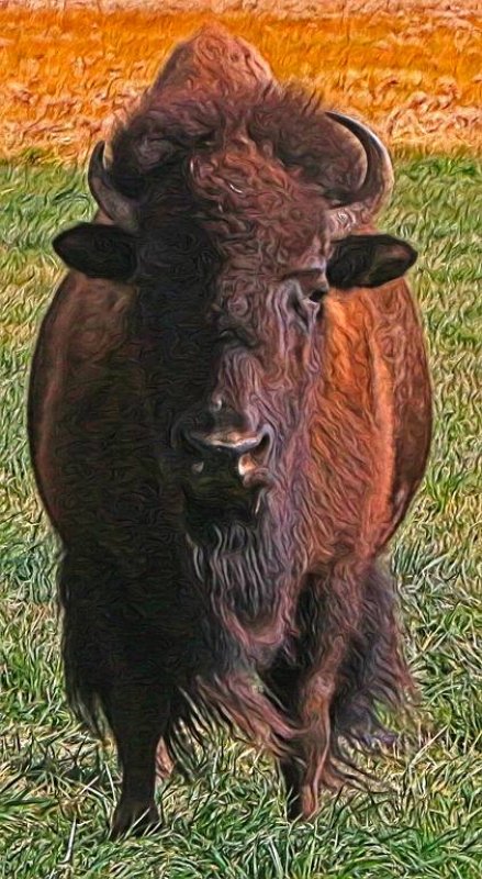 Buffalo 