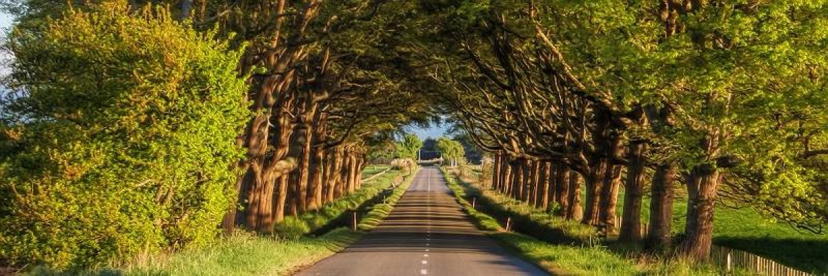 Tunnel of Trees