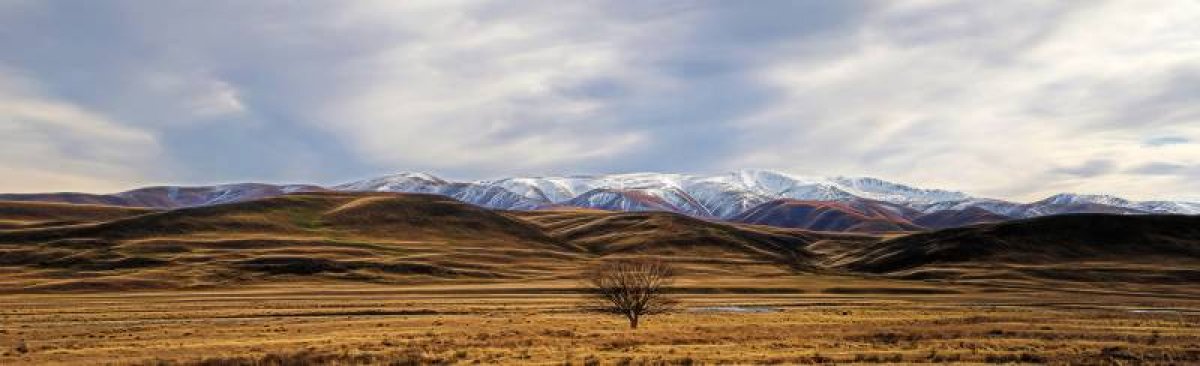 lone Tree