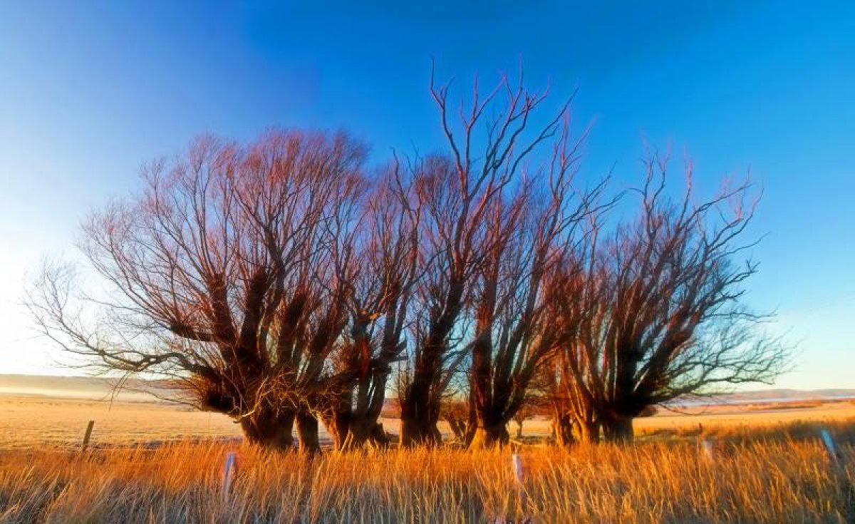 Trees at Poolburn 