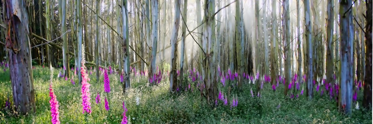Fox Gloves In The Trees